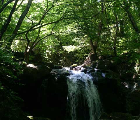 県民の森